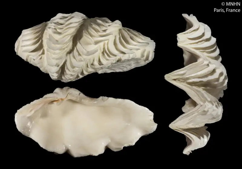 PRESERVED_SPECIMEN; Tridacna lorenzi K. Monsecour, 2016; Type status: 	HOLOTYPE; Identified by:	N/A; Individual count:	1; Event date: 	N/A