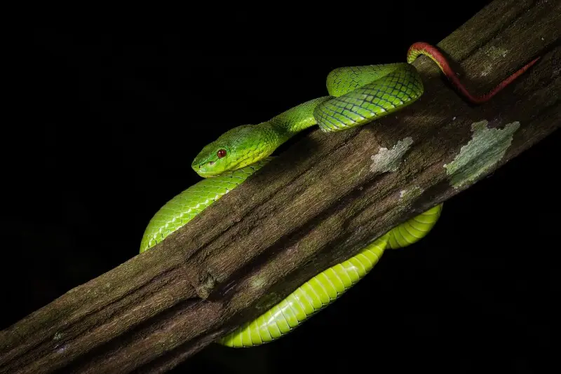 Trimeresurus popeorum, Pope's pit viper (female) - Kaeng Krachan National Park, Thailand. Photo by Thai National Parks.
Following juvenile male is probably the offspring of this snake as they both were found only 30-40 meters apart from each other;

Trime