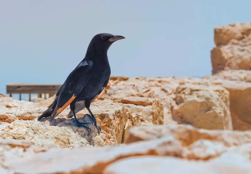 Tristram's starling or Tristram's grackle (Onychognathus tristramii) is a species of starling native to Israel, Jordan, northeastern Egypt (Sinai Peninsula), western Saudi Arabia, Yemen, and Oman, nesting mainly on rocky cliff faces.The species is named a