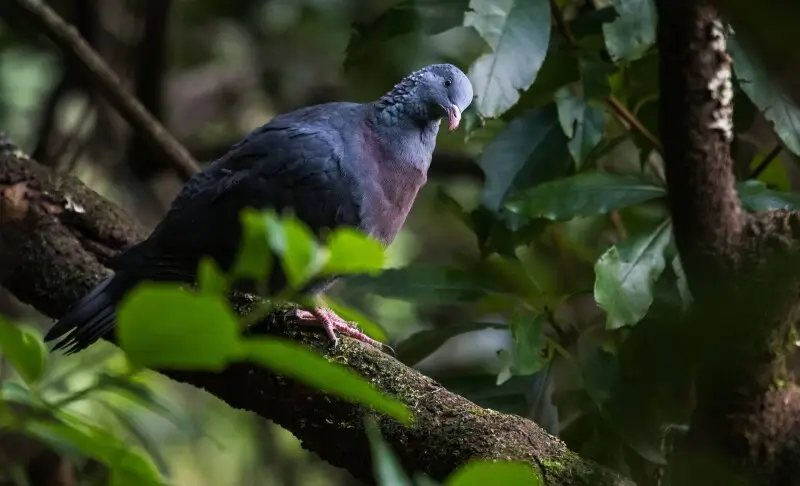 Trocaz Pigeon at Madeira on January 7, 2018