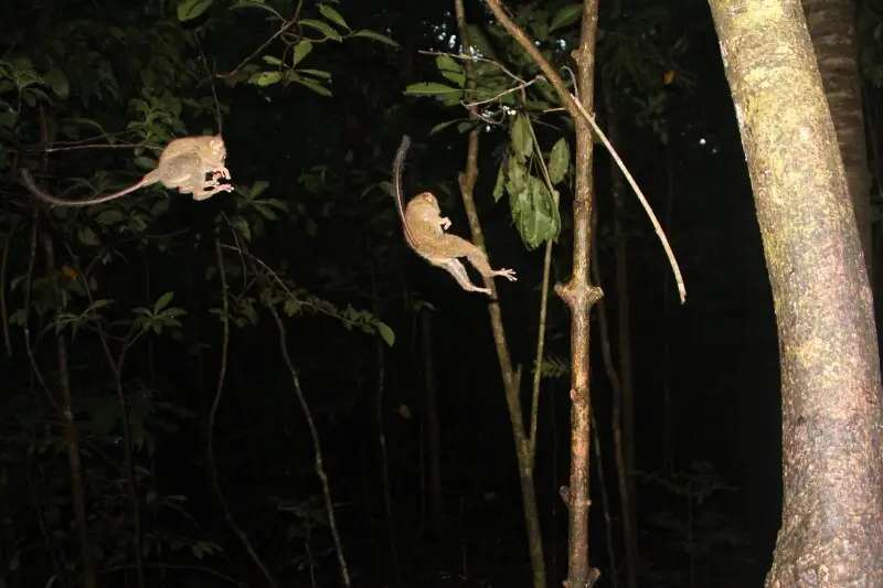 2 sulawesi tarsius jumping to catch locust disposed on a branch