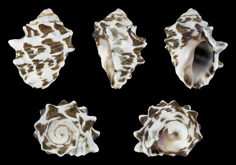 Tylothais savignyi (Deshayes, 1844); length 2.3 cm; Originating from the Nacala Bay, Mozambique; Shell of own collection, therefore not geocoded.