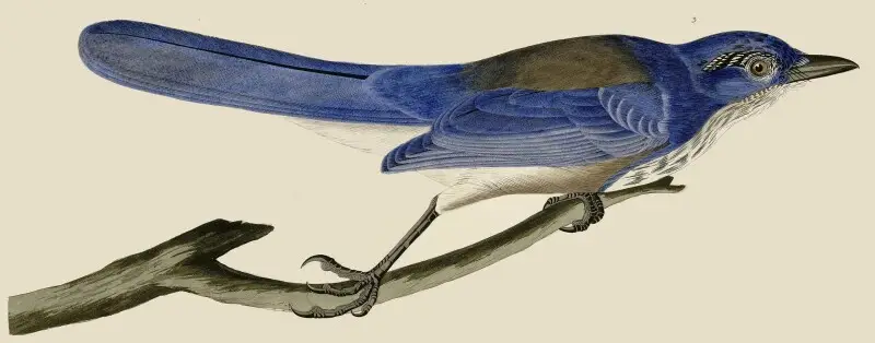 Ultramarine Jay