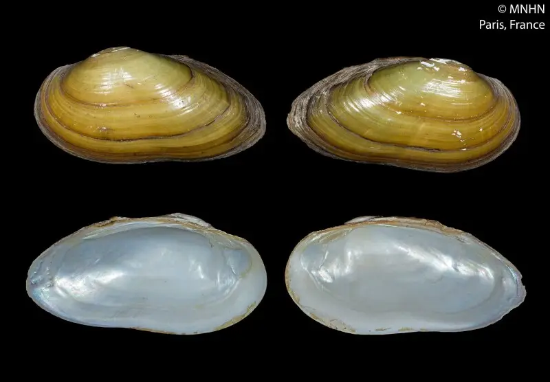 PRESERVED_SPECIMEN; Unio adonus Locard, 1889; Type status: 	LECTOTYPE; Identified by:	N/A; Individual count:	1; Event date: 	N/A