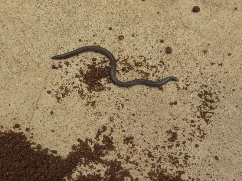 Elliot's shield tail snake,Endemic species.