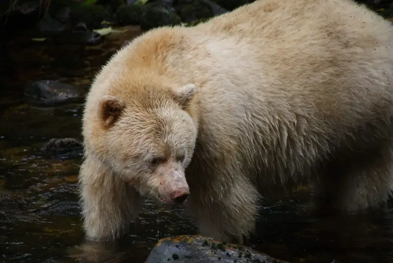Ursus americanus kermodei, Spirit Bear Lodge, Klemtu, BC.