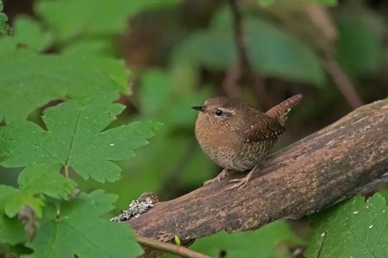 Pacific Wren You are free to use this image with the following photo credit: Peter Pearsall/U.S. Fish and Wildlife Service