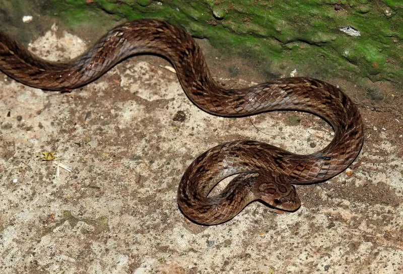 Variegated Kukri Oligodon taeniolatus snake. Clicked at at BNHS Conservation Education Centre (CEC), Mumbai, Maharashtra