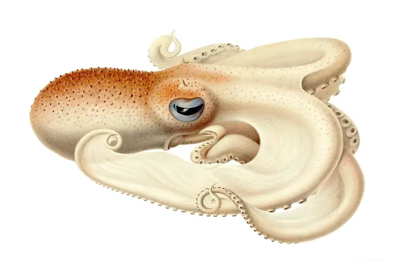 Illustration of the then newly discovered genus and species Velodona togata (this is the subspecies Velodona togata togata, which was the original of the two subspecies discovered to date) in the 1915 book that first described the species, Die Cephalopode