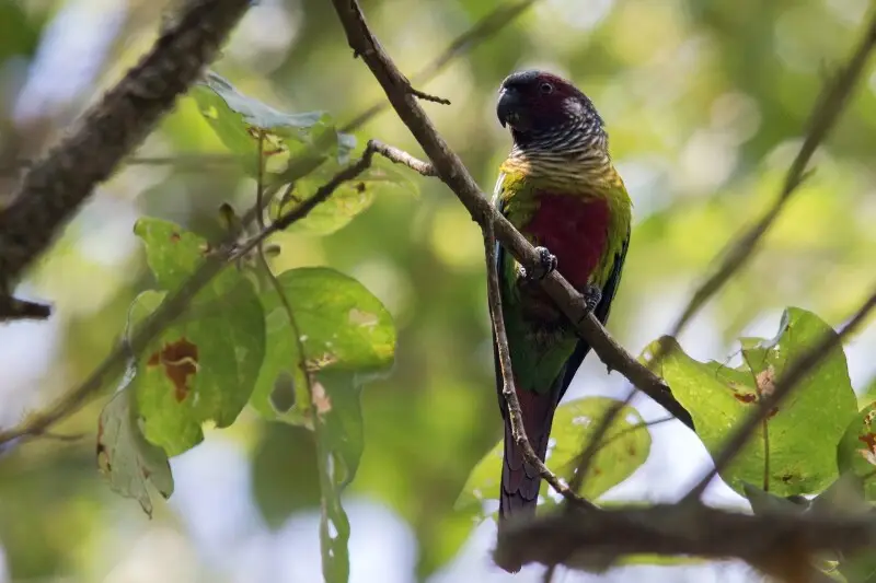 Venezuelan Parakeet | Perico Pintado ( Pyrrhura picta emma)