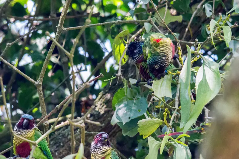 Venezuelan Parakeet | Perico Pintado (Pyrrhura picta emma)