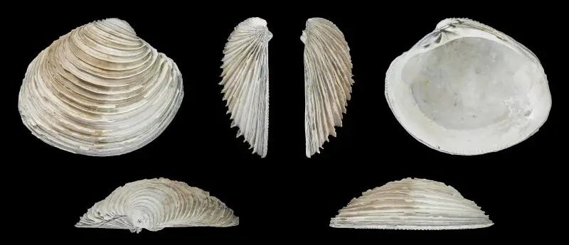 Venus nux Gmelin, 1791, right valve; length 3.6 cm; Tertiary, Pliocene; Castell'Arquato, Province of Piacenza, Italy; Shell of own collection, therefore not geocoded.