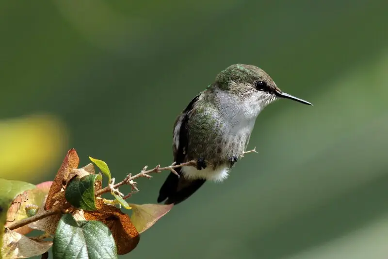 Vervain hummingbird (Mellisuga minima), Strawberry Hill, Jamaica