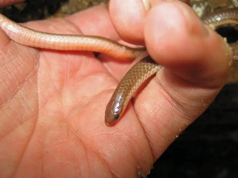Smooth Earth Snake, Virginia valeriae