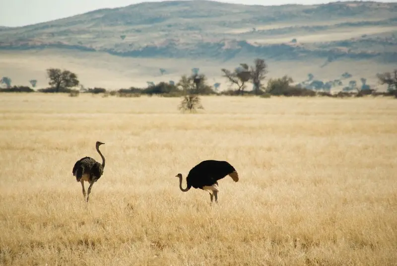 Ostriches in Namib-Naukluft Park, Namibia