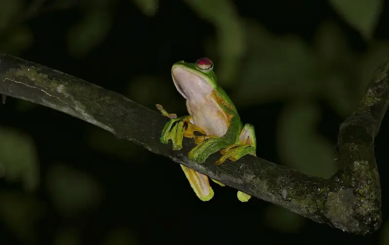 Wallace's flying frog Facts, Diet, Habitat & Pictures on Animalia.bio