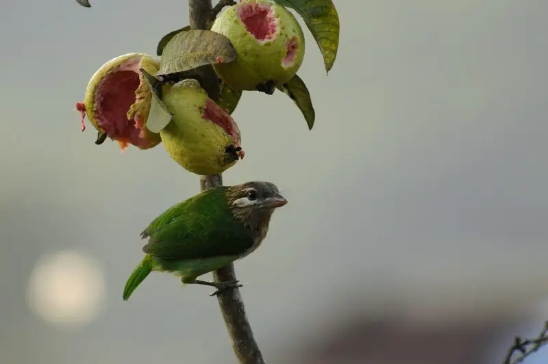 White-cheeked barbet feeding on guava fruit in the Anamalai hills, India