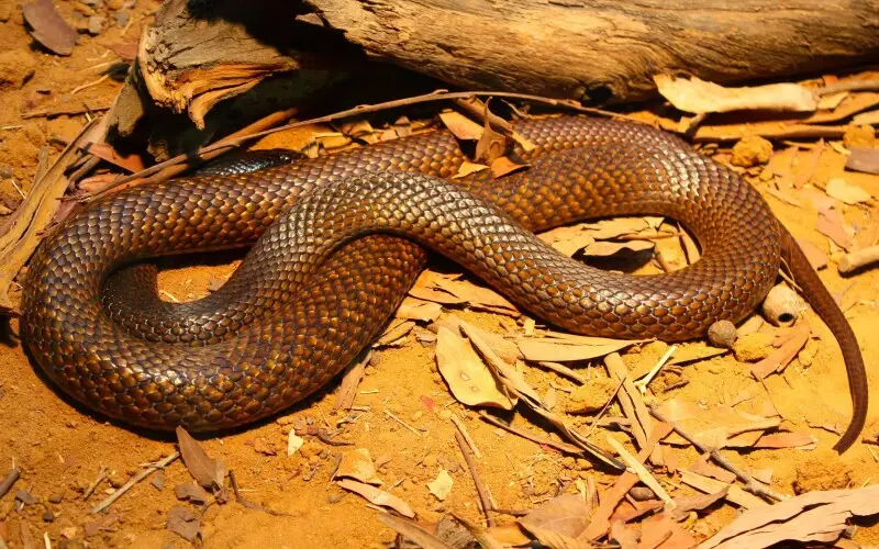 A Western Brown snake at the Australia Zoo.