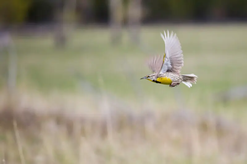 Western meadowlark Facts, Diet, Habitat & Pictures on Animalia.bio