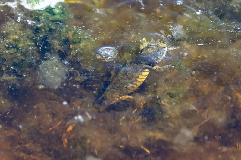 Barred tiger salamander - Facts, Diet, Habitat & Pictures on Animalia.bio
