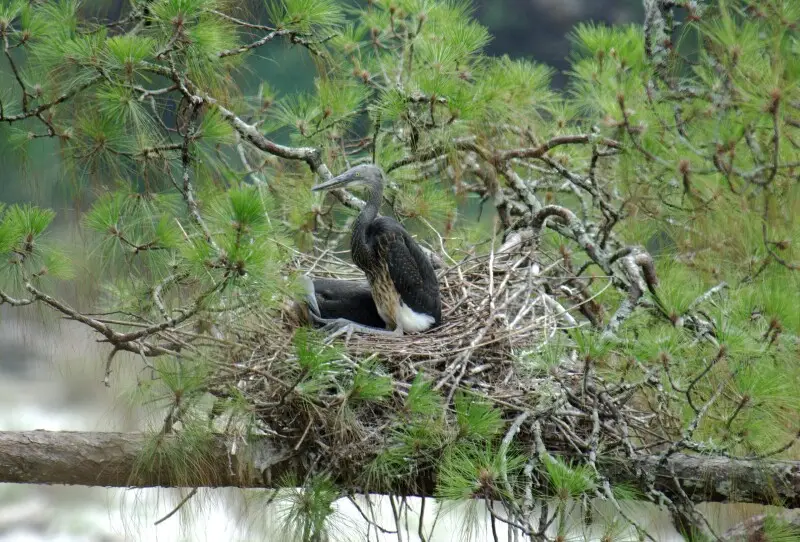 White-bellied Heron Ardea insignis nest by Dr. Raju Kasambe. This species is Critically Endangered.