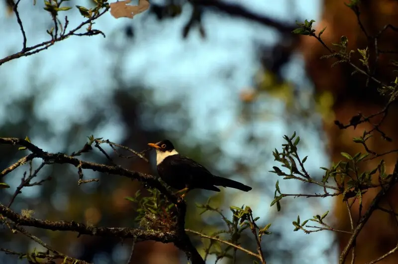 White-collared blackbird (Turdus albocinctus)_male_from Kedarnath Wildlife Sanctuary