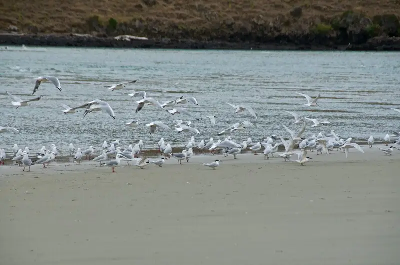 Red-billed Gulls with White-fronted Terns