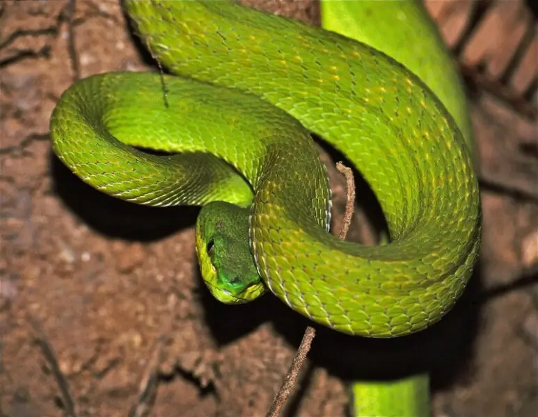 Indonesian Pit Viper