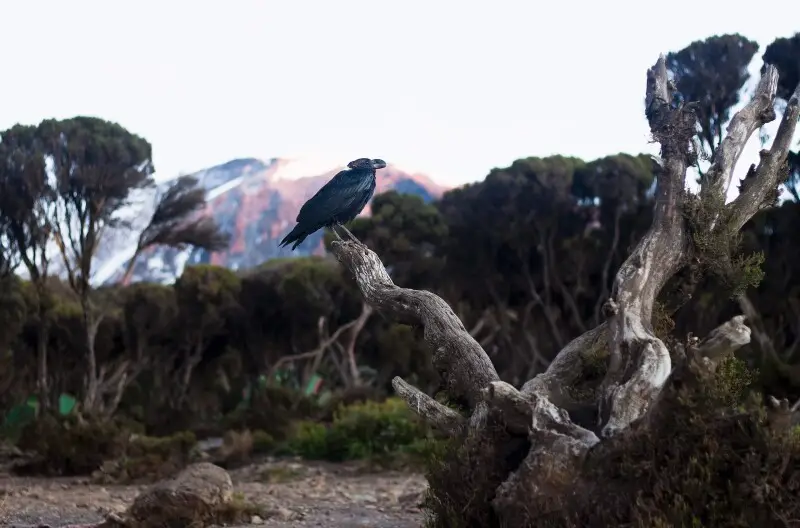 White-necked raven (Corvus albicollis) in the Kilimanjaro jungle. The Kibo volcano is visible on the background. (2019)