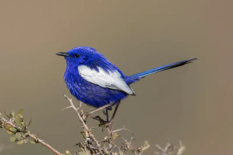 White-winged fairywren