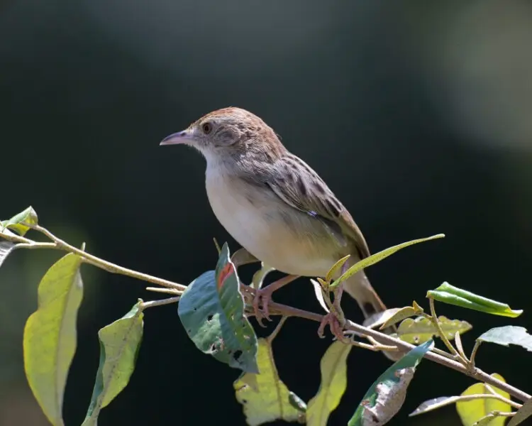 Winding Cisticola Cisticola marginatus nyansae, Masai Mara, Kenya
