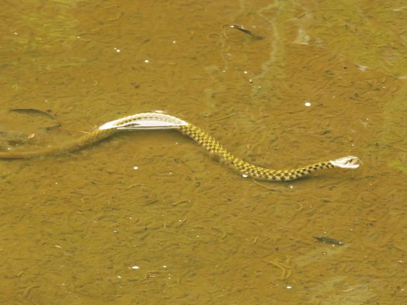 Yellow-spotted keelback