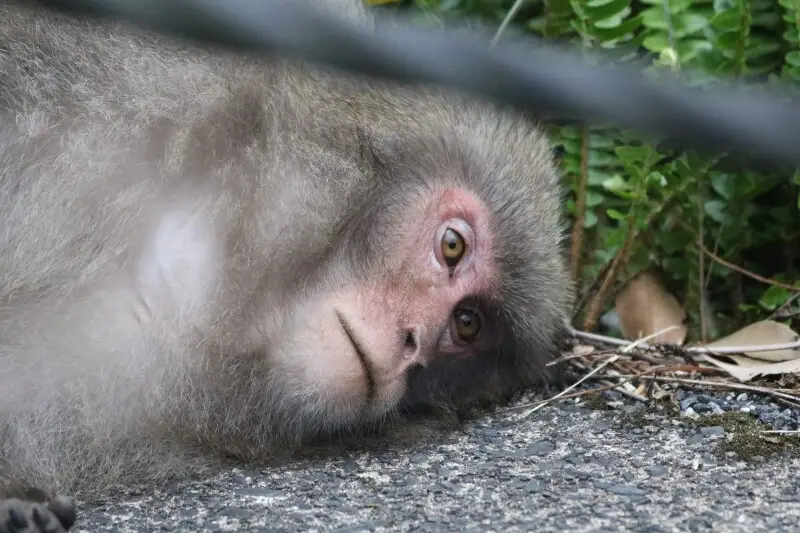 A Yakushima macaque, Macaca fuscata yakui, laying on the side of Route 592. (The monkey was being groomed by another monkey; it wasn't injured or in distress.)