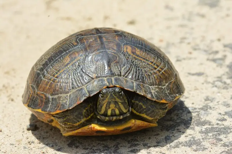 Yellow-bellied slider - Facts, Diet, Habitat & Pictures on Animalia.bio