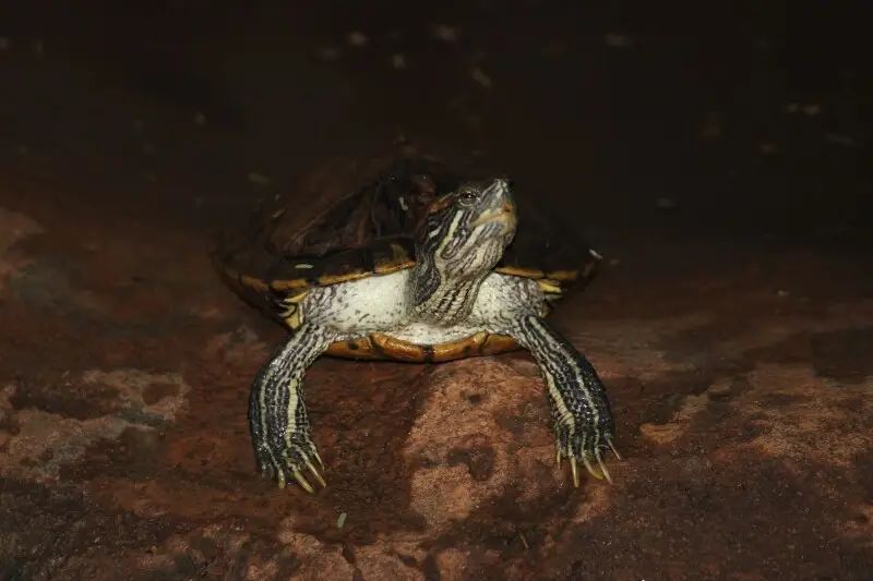 Yellow-bellied slider - Facts, Diet, Habitat & Pictures on Animalia.bio