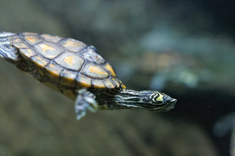 Yellow-blotched Map Turtle #2
