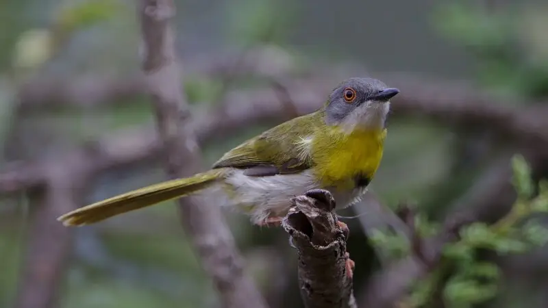 A male Yellow-breasted apalis at Ndumo Nature Reserve, KwaZulu-Natal, South Africa