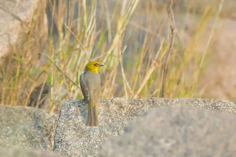 The rare Yellow-throated Bulbul, Click at Hampi