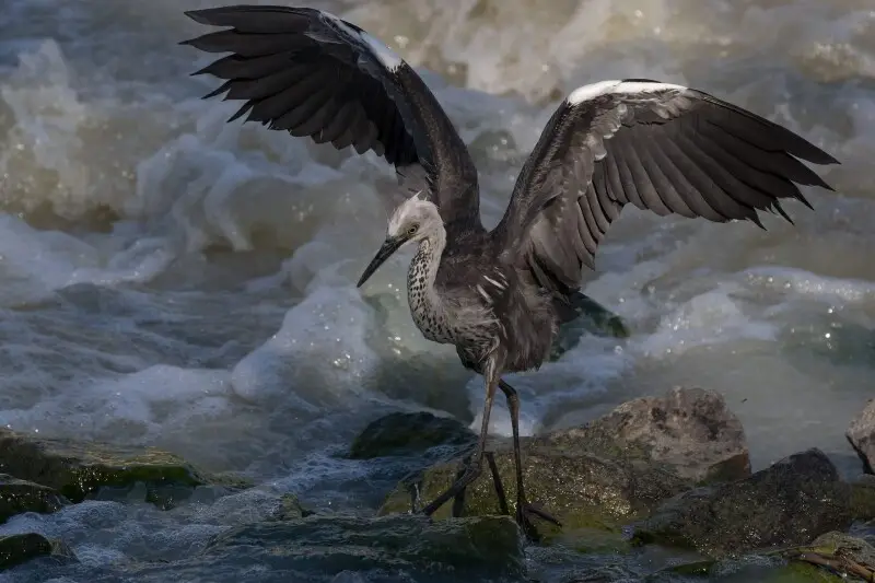 Juvenile White Necked Heron with spread wings on rapids on Darling River in Kinchega National Park, New South Wales, Australia