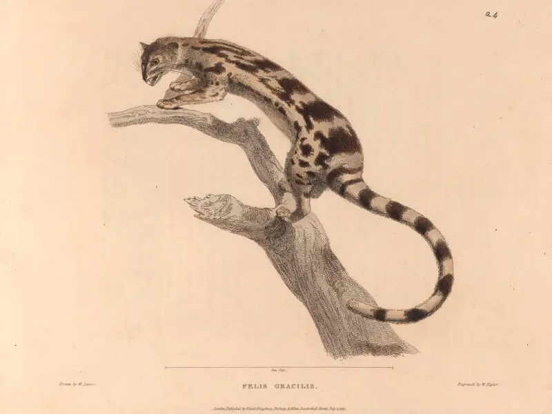Zoological researches in Java, and the neighbouring islands /  by Thomas Horsfield.