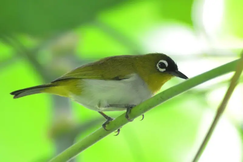 Black-crowned white-eye (Zosterops atrifrons) at Manado, North Sulawesi