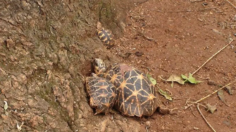 Indian Star Tortoise photo