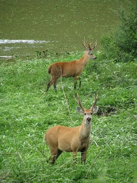 Marsh Deer photo