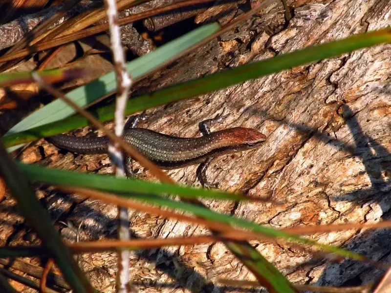 Common Garden Skink - Facts, Diet, Habitat & Pictures on Animalia.bio