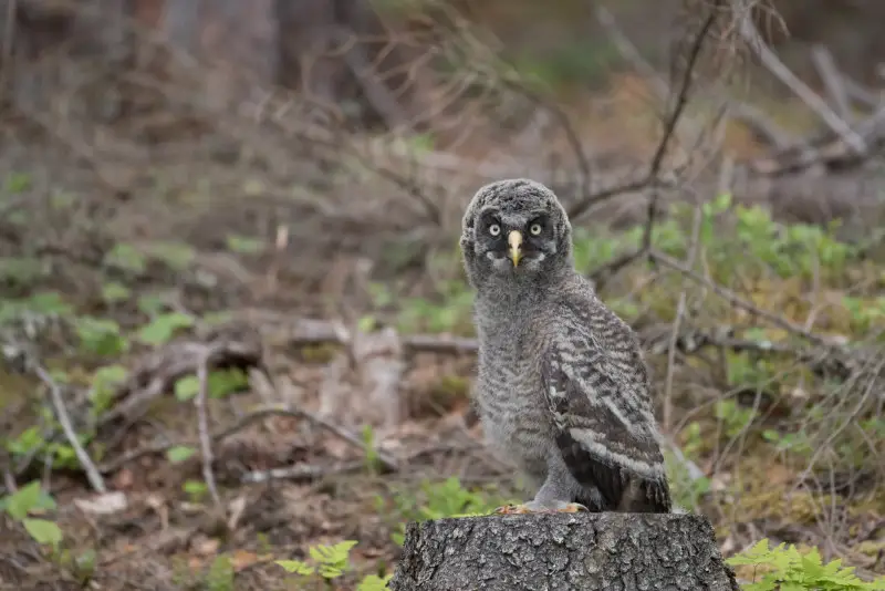 Great Grey Owl photo