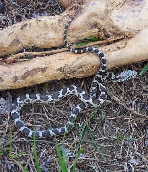 Eastern Rat Snake photo