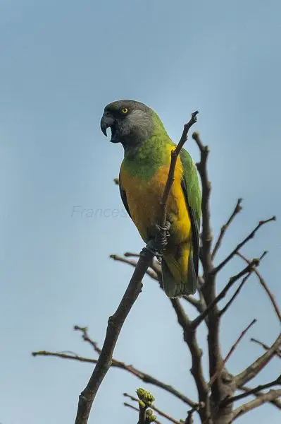 Senegal Parrot photo