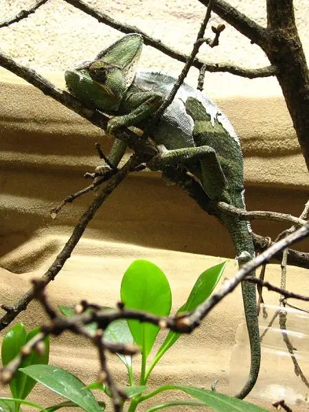 Veiled Chameleon photo