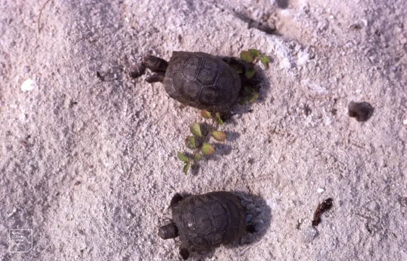 4 month old tortoises very nimble
