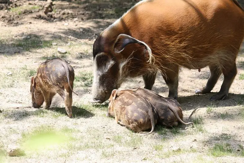 Red River Hog - Facts, Diet, Habitat & Pictures on Animalia.bio